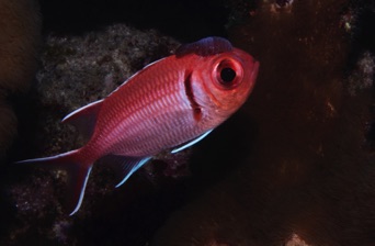Black Bar Soldierfish with Isopod